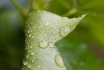 Gouttes de pluie sur feuilles