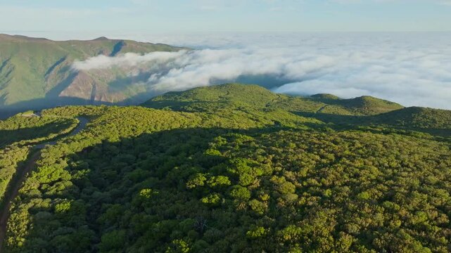 Aerial drone view of idyllic scenic Fanal mountain and Laurisilva forest with til trees above clouds on sunrise in morning. Madeira island scenery, Portugal. Slide trucking shot