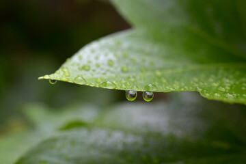 Gouttes de pluie sur feuilles