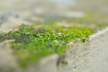 Mousse et lichen