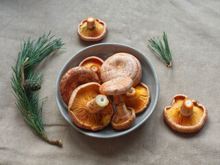 Saffron milk cap mushrooms on gray ceramic plate on linen fabric background. Edible red pine...