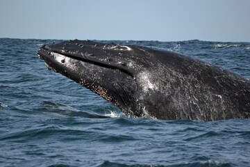Fototapeta premium Humpback whale breaching in Algoa Bay, South Africa