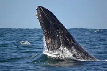 Fototapeta premium Humpback whale breaching in Algoa Bay, South Africa