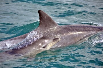 Fototapeta premium Indo-Pacific bottlenose dolphins surfacing in Algoa Bay, South Africa