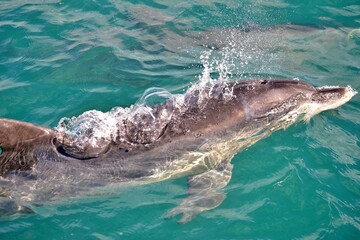Indo-Pacific bottlenose dolphin surfacing in Algoa Bay, South Africa © Monica