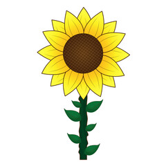 sun flower vector illustration