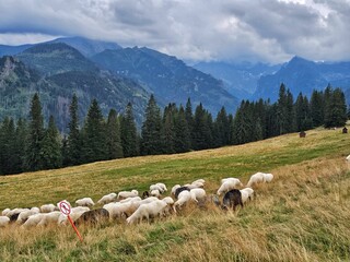 Obraz premium herd of sheep on a meadow in the Tatra mountains in Poland