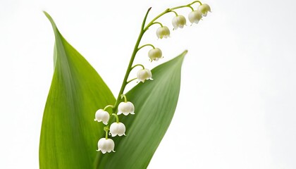 A simple white background features lilies of the valley along one side.lilies of the valley isolated on white background. top view,Lily of the valley leaf cut out on white with sharp focus,543