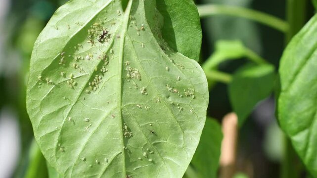 Close up of green leaf infested with aphids and ant crawling on the leaf and feeding on sweet secretions of aphids, damaged paprika plant, plant pest and agricultural problem concept,