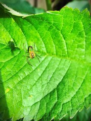 Spider and shadow on a leaf of a cherry tree