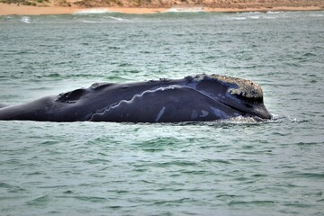 Obraz premium Southern Right whale face close-up, South Africa