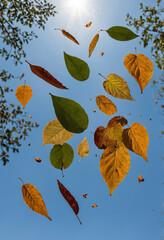 Vertical composition of floating leaves falling through the air