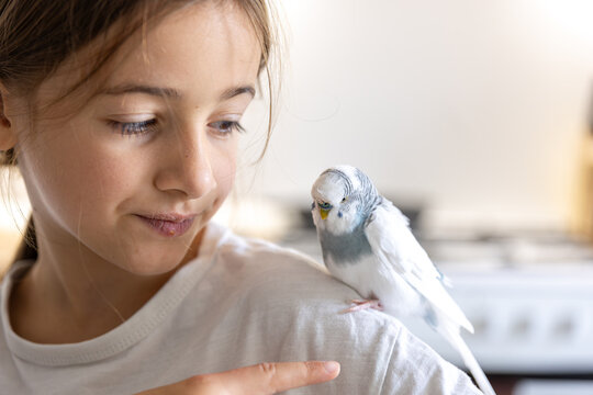 A beautiful little girl is playing with a white and blue budgie. Pets concept.
