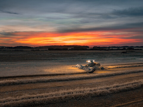 Swathing a field of wheat at sunset 