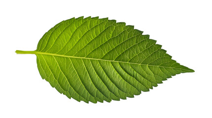 Fototapeta premium A fresh green leaf isolated on white background 