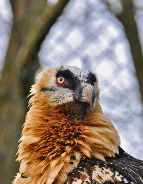 Close up head of a bearded vulture, also known as the lammergeier and ossifrage 