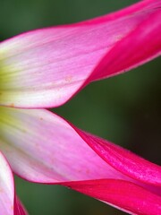 Fototapeta premium close macro shot of a flower