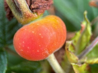 close macro shot of a flower