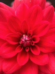 close macro shot of a flower
