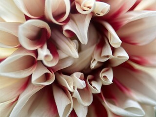 close macro shot of a flower