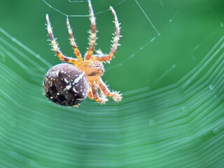 spider on spider web on a normal day