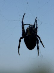 spider on spider web on a normal day