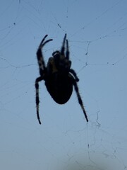 spider on spider web on a normal day