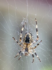 spider on spider web on a normal day