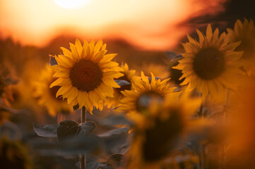 A field of blooming sunflowers is bathed in the warm colors of sunset. The golden hour light enhances the beauty of the scene, creating a picturesque view.