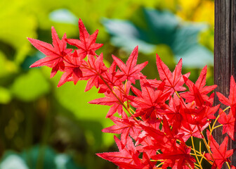 Autumn vibes. Red maple or Momiji plastic leaves