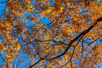 Autumn vibes. Red, orange, yellow and brown leaves as background