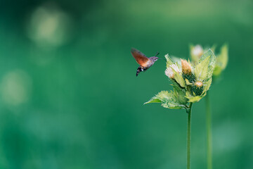 A hummingbird hawk-mothfeeding on flower in dark forest