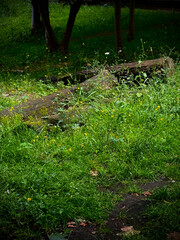Logs Laying on Ground in Overgrown Forest
