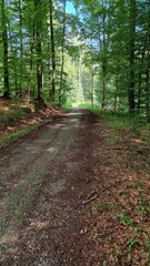 Fototapeta premium path in the forest