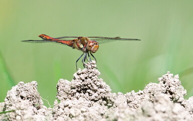 Dragonfly Sympetrum striolatum aka common darter perched on ground. Isolated on bright blurred background. Summer. Czech republic nature.