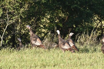 Wild turkeys in a field