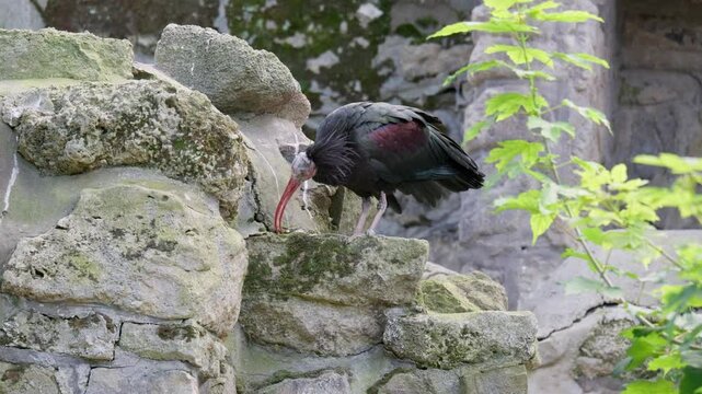 Solitary Bald Ibis Stands on a Stone in its Natural Habitat