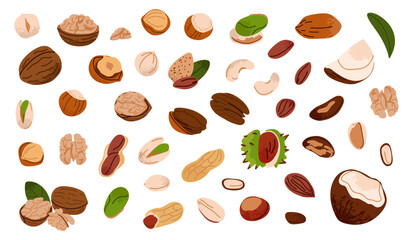 Nuts set. Walnuts, hazelnuts and coconut. Healthy vegan snack pistachios, chestnuts and almond, cashews and peanuts. Different superfood. Natural food product vector cartoon flat isolated illustration