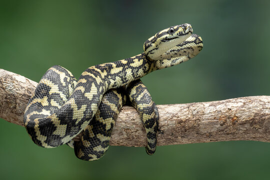 The Jungle Carpet Python (Morelia spilota cheynei) is a striking and popular python species native to the rainforests of Australia and Papua New Guinea.