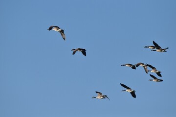 A flock of Canada geese 