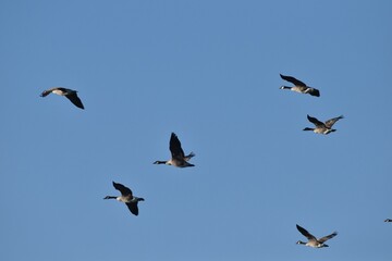 A flock of Canada geese 