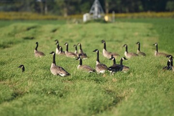 A flock of Canada geese 