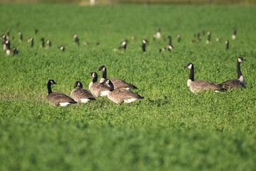A flock of Canada geese 