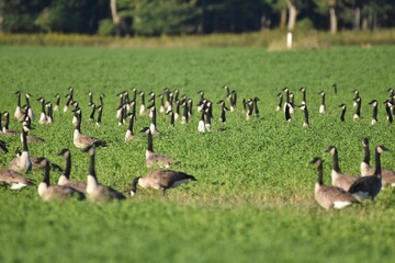 A flock of Canada geese 