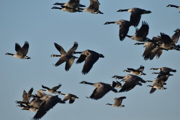 A flock of Canada geese 