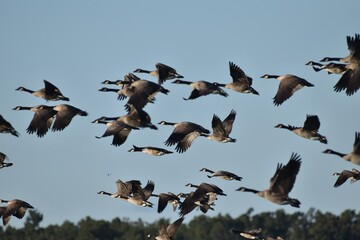 A flock of Canada geese 