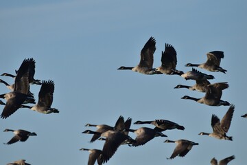 A flock of Canada geese 