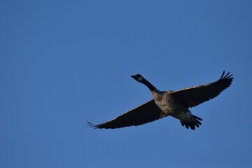 A flock of Canada geese 