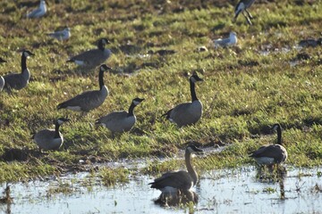 A flock of Canada geese 
