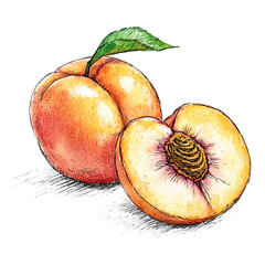 Artistic peach illustration with black ink strokes and watercolor. Whole and sliced peach with leaf and seed, isolated on transparent background